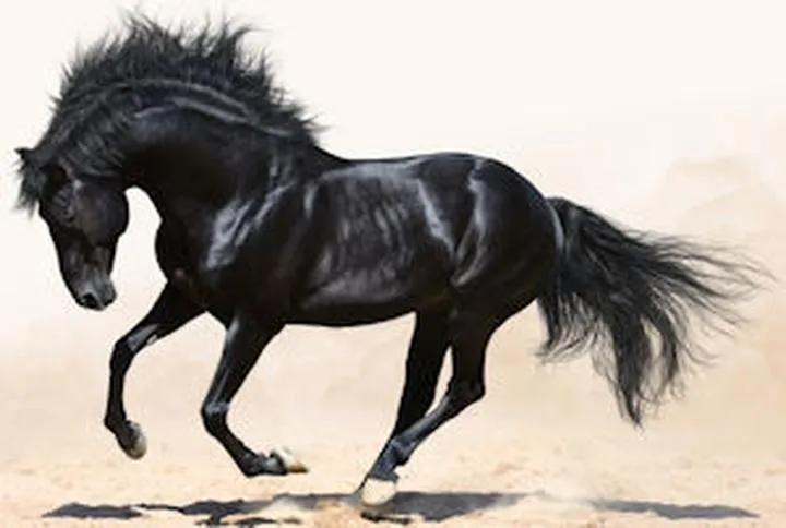 Czy wiesz, jaki kolor ma koń kary? Odkryj tajemnice tych pięknych zwierząt!