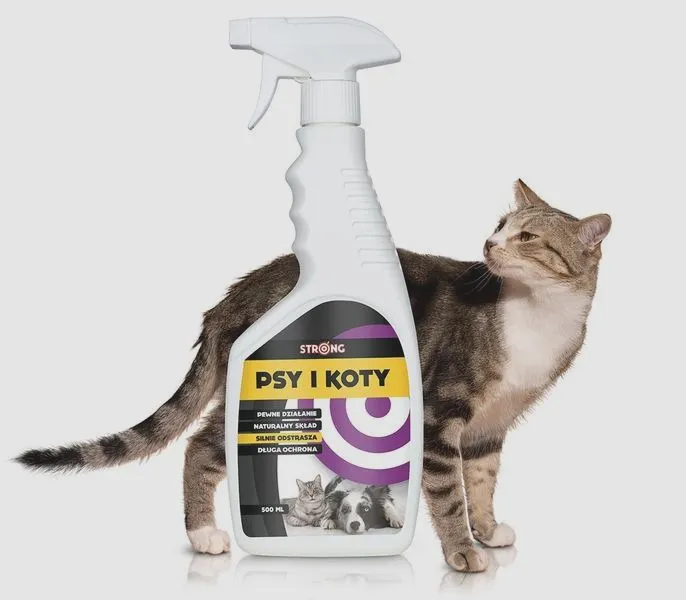 Czy zostawienie kota samego w domu to dobry pomysł?