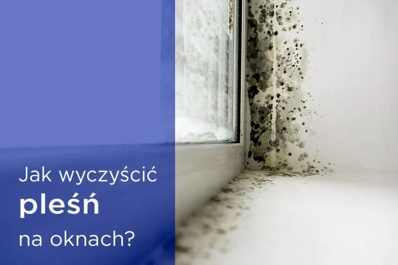 Jak skutecznie sprawdzić, czy w domu jest pleśń?