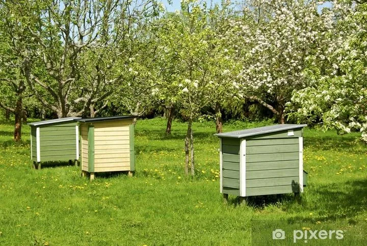 Ule w ogrodzie – jak stworzyć przyjazne miejsce dla pszczół?