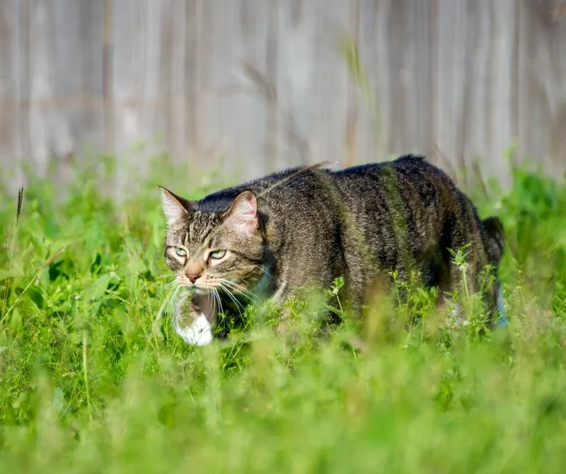 Aktywność kota w domu