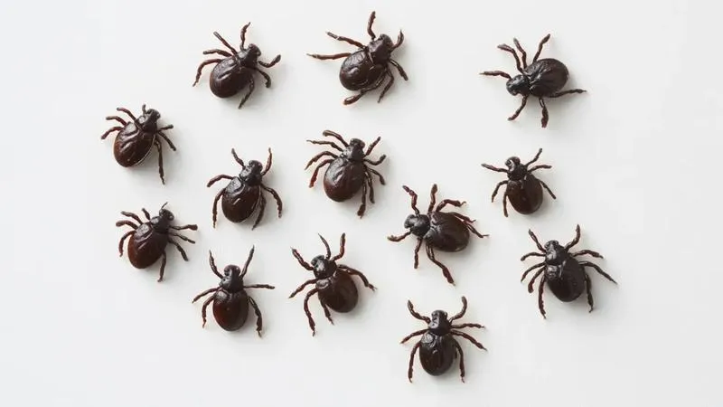 Test białego materiału na kleszcze