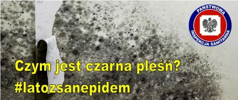 Testy na pleśń w domu