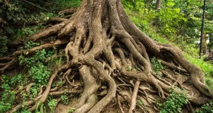 Wywóz korzeni najlepsze miejsca